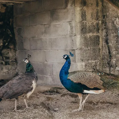 Casa Da Carvalha * Vale de Cambra