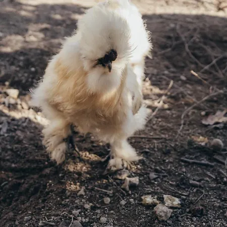 Holiday home Casa Da Carvalha *