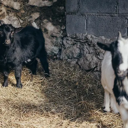 Casa Da Carvalha Holiday home *