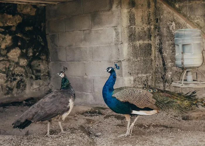 Casa Da Carvalha * 瓦莱迪坎布拉