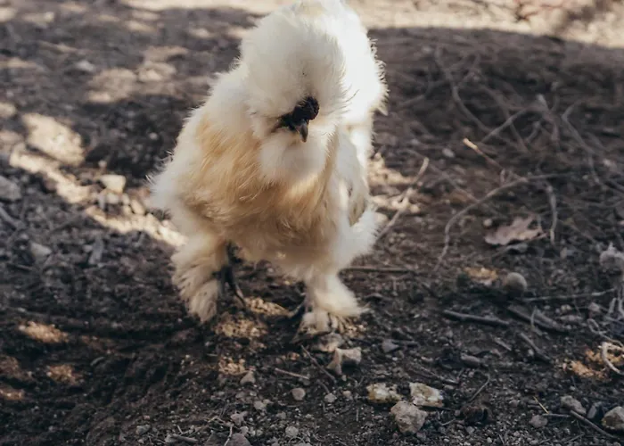 בית נופש Casa Da Carvalha *